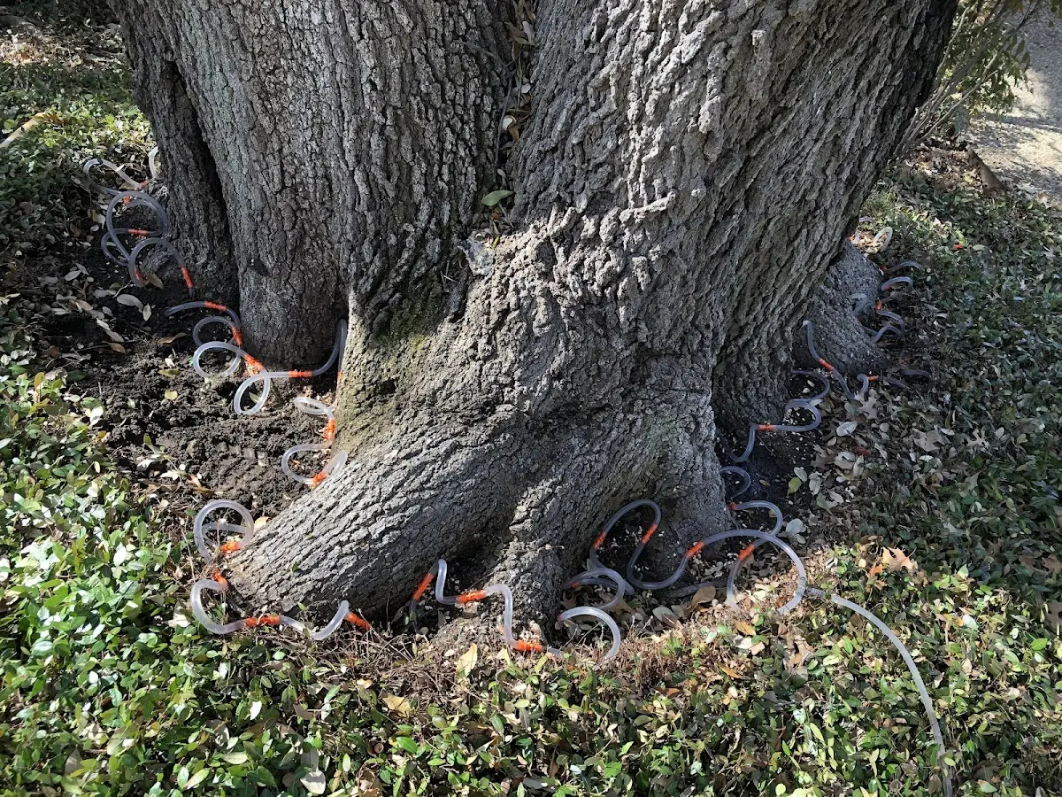 Detailed Tree Cabling and Bracing job site in Hosford