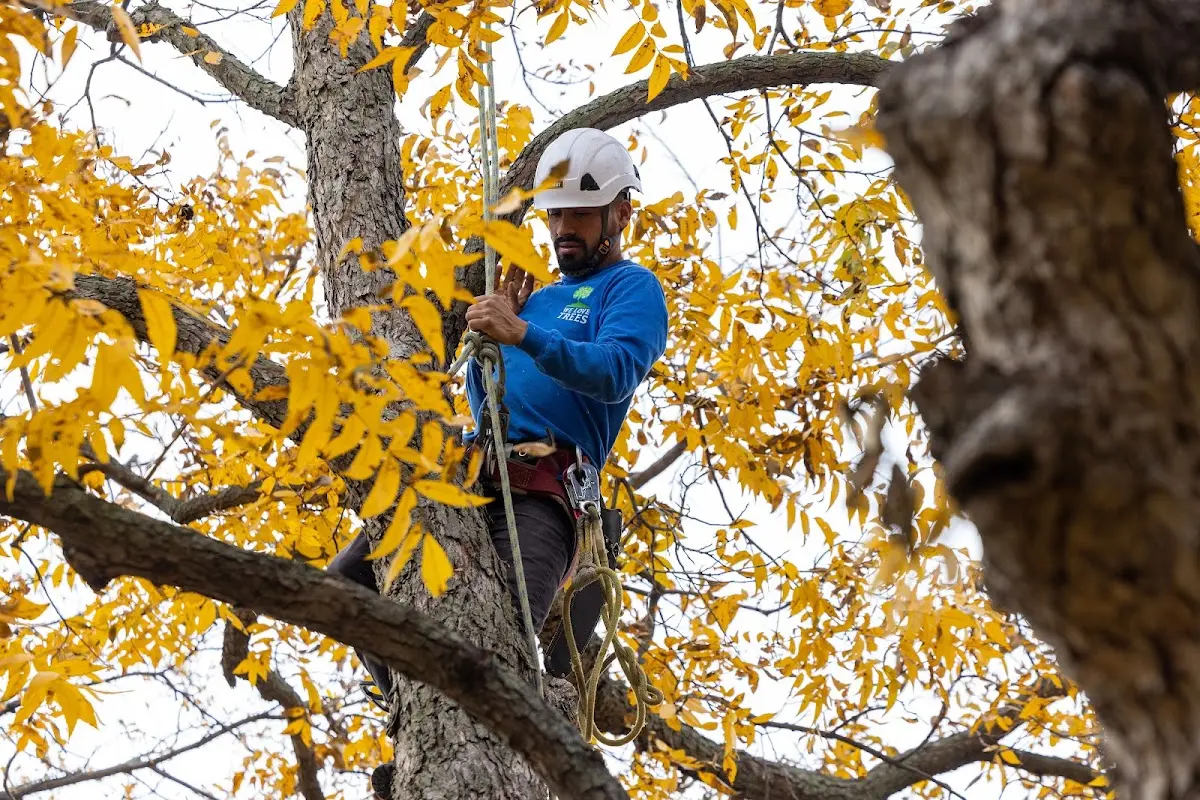 Skilled Tree Trimming crew working in Hosford